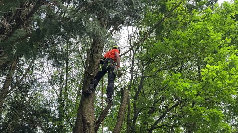 Trusted Alamosa, CO Tree Services Experts