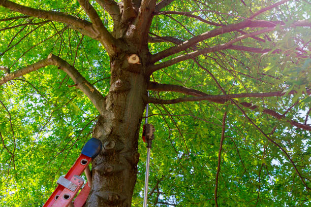 How Our Tree Care Process Works  in  Alamosa, CO